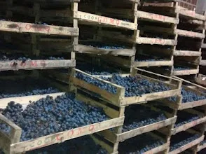 Azienda agricola Colleluce – photo 2