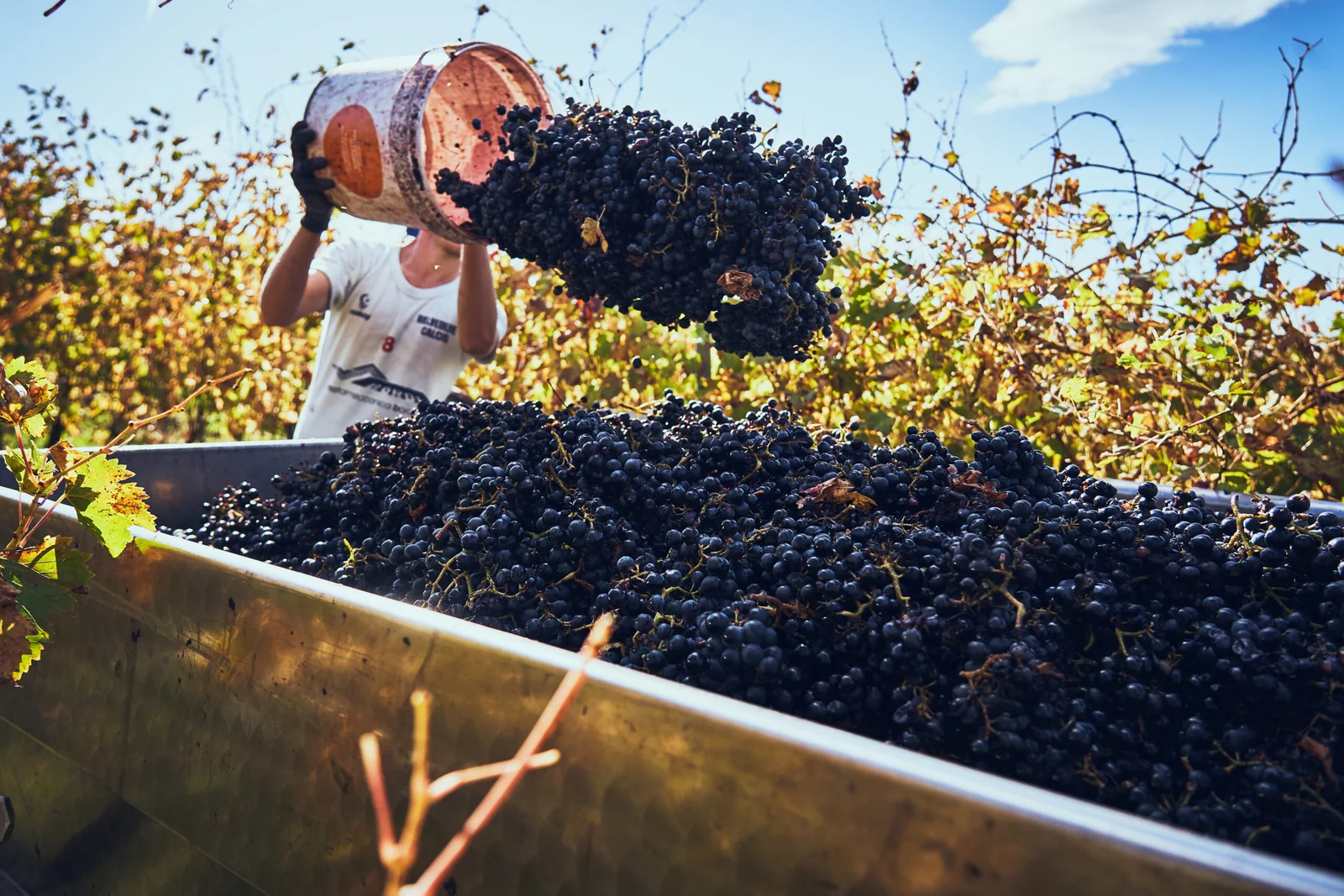 Azienda agricola Mario Lucchetti – photo 2