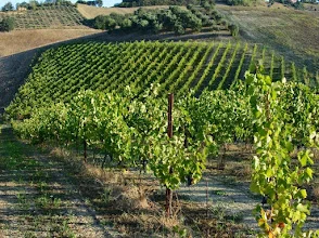 Cantina La Quercia Scarlatta – photo 2