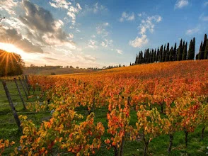 Cantina Sant’Isidoro – photo 2