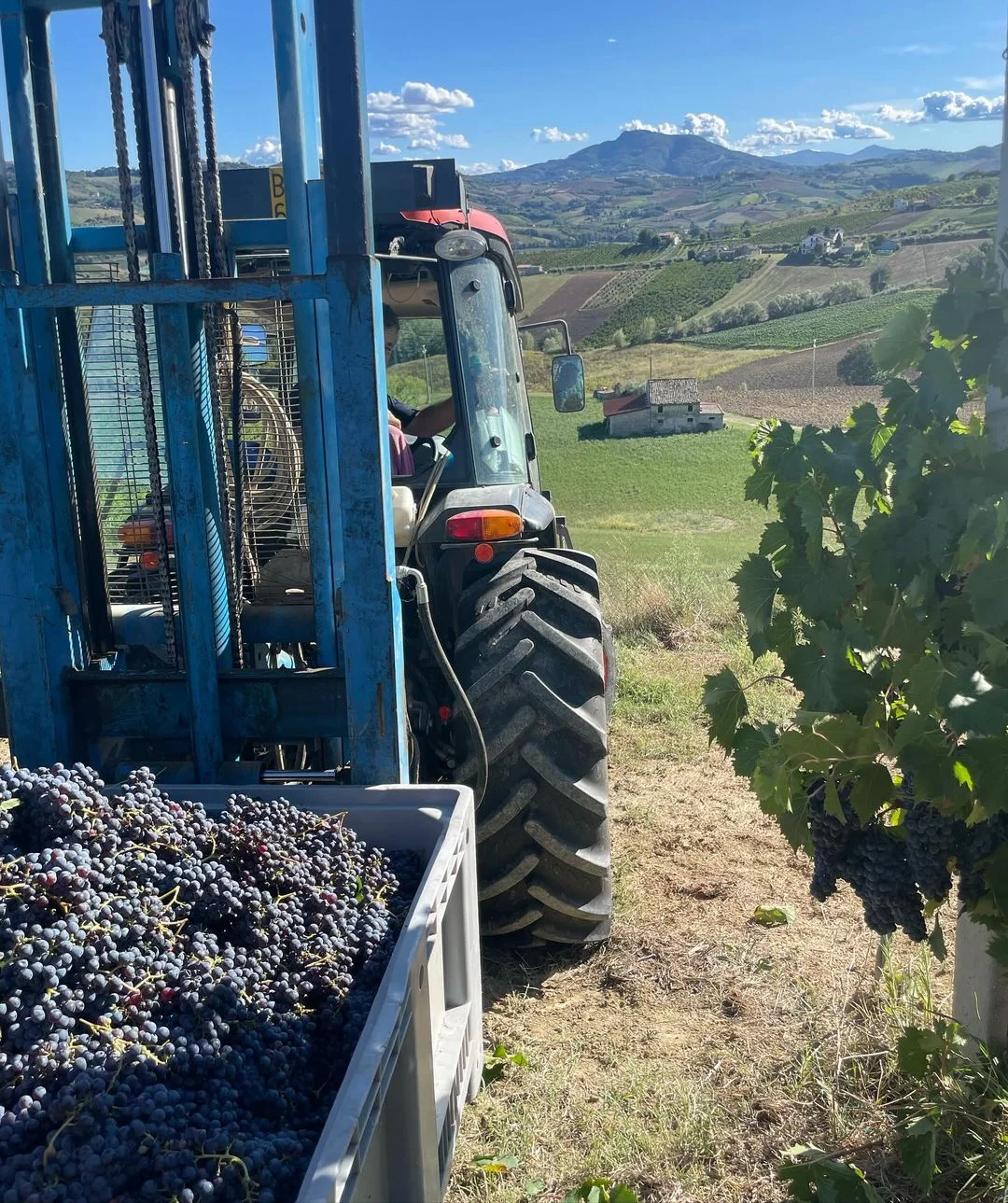 Cantina vinicola Sgaly – photo 2