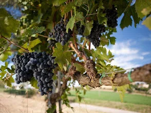 Fattoria Dezi – photo 2