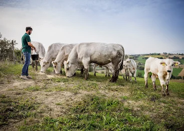 Fattoria Scagnetti – photo 2