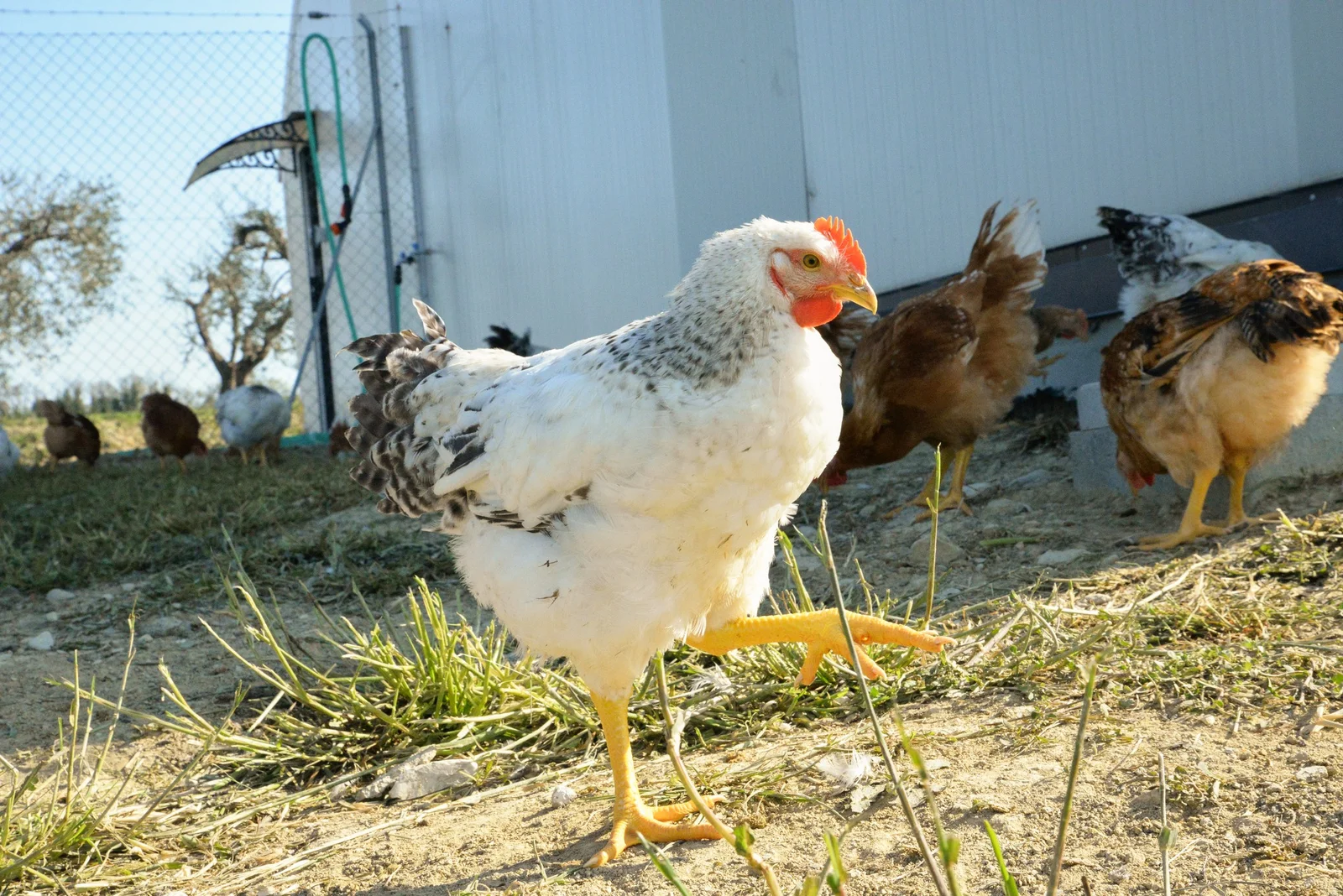 Pacioni Filiera Agricola – photo 2