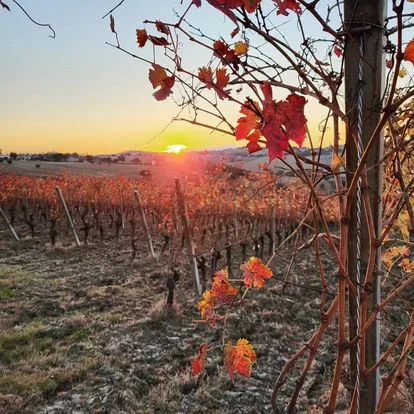 Vicari vini – photo 3